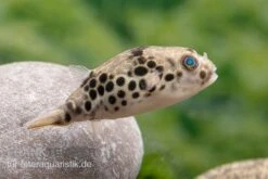 Leopardkugelfisch, Tetraodon Schoutedeni -Flossen Freunde Leopardkugelfisch Tetraodon schoutedeni 4