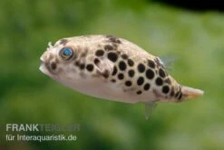 Leopardkugelfisch, Tetraodon Schoutedeni -Flossen Freunde Leopardkugelfisch Tetraodon schoutedeni 6