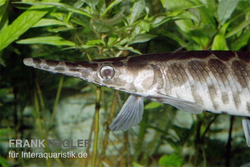Gefleckter Knochenhecht, Kaimanfisch, Lepisosteus Oculatus 1 Gefleckter Knochenhecht, Kaimanfisch, Lepisosteus Oculatus