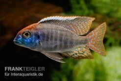 Red-Cap-Cichlide, Lethrinops Spec. Red Cap