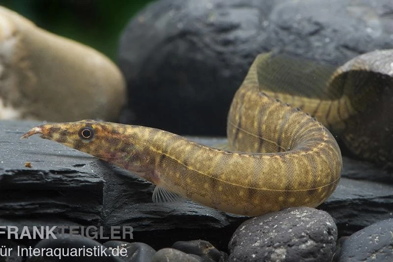 Zebrastachelaal, Mastacembelus Zebrinus 1 Zebrastachelaal, Mastacembelus Zebrinus