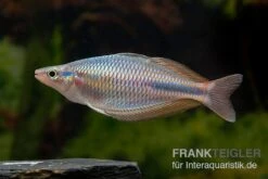 Goldie-Fluss-Regenbogenfisch, Melanotaenia Goldiei, 5 Tiere -Flossen Freunde Melanotaenia goldiei 13