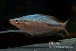 Goldie-Fluss-Regenbogenfisch, Melanotaenia Goldiei, 5 Tiere -Flossen Freunde Melanotaenia goldiei 23