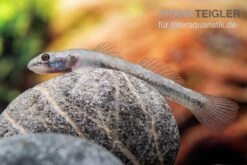 Mindanaoensis-Grundel, Lentipes Mindanaoensis, 1 Paar -Flossen Freunde Mindanaoensis Grundel Lentipes mindanaoensis female 1