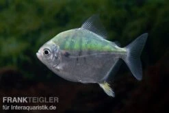 Mühlsteinsalmler, Myleus Setiger -Flossen Freunde Muehlsteinsalmler Myleus setiger 4