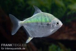 Mühlsteinsalmler, Myleus Setiger -Flossen Freunde Muehlsteinsalmler Myleus setiger 5