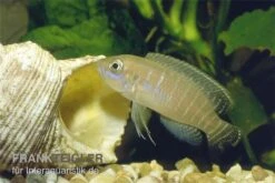 Gestreifter Schneckenbuntbarsch, Neolamprologus Multifsciatus, DNZ -Flossen Freunde Neolamprologus multifasciatus vielgestreifter schne