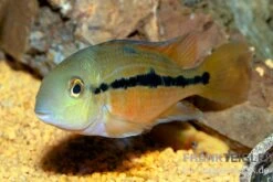 Nicaraguabuntbarsch, (ex. Cichlasoma) Nicaraguense -Flossen Freunde Nicaraguabuntbarsch Cichlasoma nicaraguense neu 2