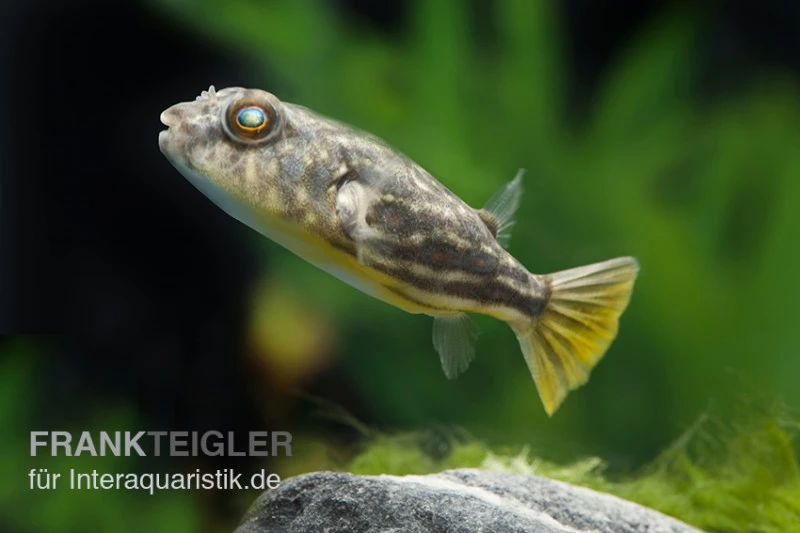 Nilkugelfisch, Tetraodon Fahaka (lineatus) 1 Nilkugelfisch, Tetraodon Fahaka (lineatus)