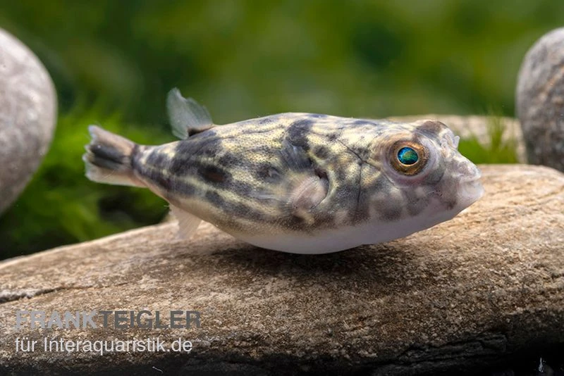 Nilkugelfisch, Tetraodon Fahaka (lineatus) 6 Nilkugelfisch, Tetraodon Fahaka (lineatus) – Bild 6