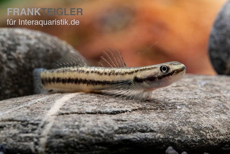 Pelewensis-Grundel, Stiphodon Pelewensis, 1 Paar 3 Pelewensis-Grundel, Stiphodon Pelewensis, 1 Paar – Bild 3