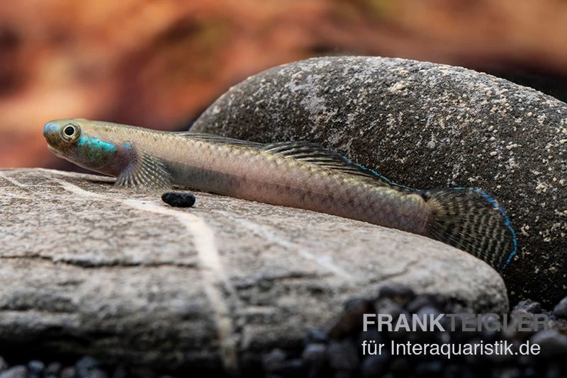 Pelewensis-Grundel, Stiphodon Pelewensis, 1 Paar 1 Pelewensis-Grundel, Stiphodon Pelewensis, 1 Paar
