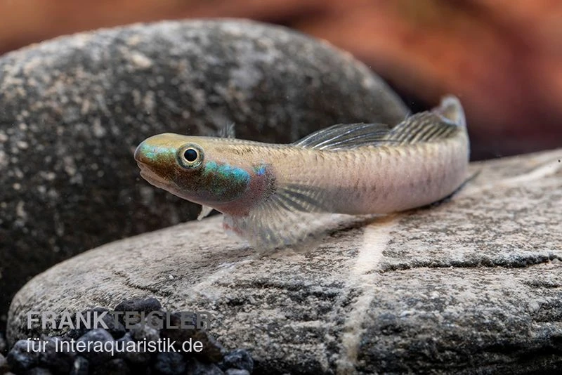 Pelewensis-Grundel, Stiphodon Pelewensis, 1 Paar 2 Pelewensis-Grundel, Stiphodon Pelewensis, 1 Paar – Bild 2