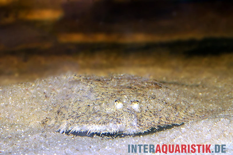 Peru-Süßwasserflunder, Hypoclinemus Mentalis 1 Peru-Süßwasserflunder, Hypoclinemus Mentalis