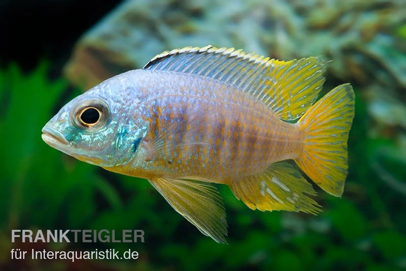 Placidochromis Spec. JALO REEF, DNZ 1 Placidochromis Spec. JALO REEF, DNZ