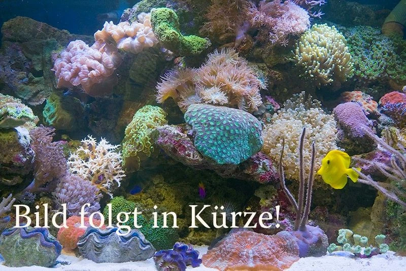 Goldfleck-Schlangenkopffisch, Channa Aurantimaculata 1 Goldfleck-Schlangenkopffisch, Channa Aurantimaculata