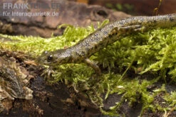 Spanischer Rippenmolch, Pleurodeles Waltl 16 Spanischer Rippenmolch, Pleurodeles Waltl -Flossen Freunde Pleurodeles waltl rippenmolch