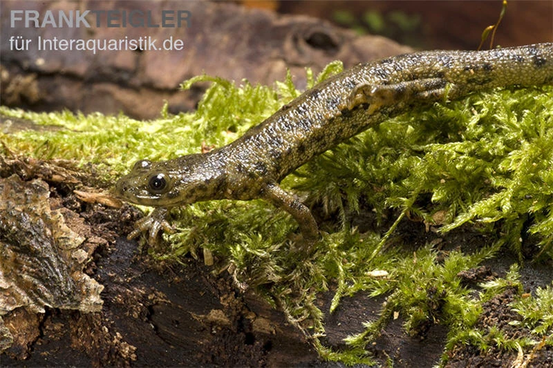 Spanischer Rippenmolch, Pleurodeles Waltl 8 Spanischer Rippenmolch, Pleurodeles Waltl – Bild 8