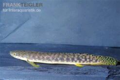 Pollis Flösselhecht, Polypterus Polli 7 Pollis Flösselhecht, Polypterus Polli -Flossen Freunde Pollis Floesselhecht Polypterus polli