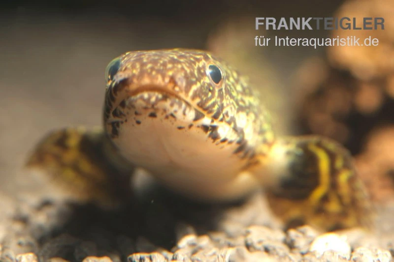 Schmuck-Flösselhecht, Polypterus Ornatipinnis, NZ 7 Schmuck-Flösselhecht, Polypterus Ornatipinnis, NZ – Bild 7