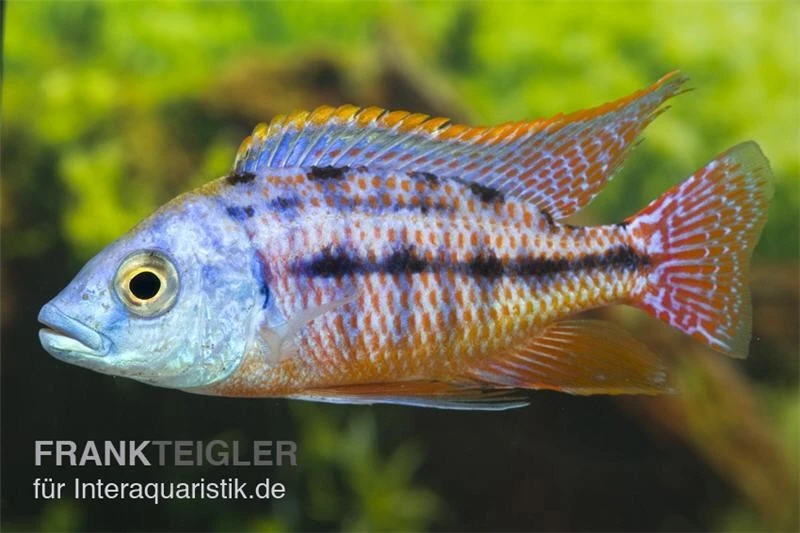 Protomelas Taeniolatus "Boadzulu" 1 Protomelas Taeniolatus "Boadzulu"