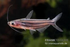 Zwerg-Haiwels, Pseudeutropius Moolenburghae