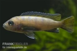 Mpanga Schmalbarsch, Pseudotropheus Elongatus Mpanga, DNZ -Flossen Freunde Pseudotropheus elongatus Mpanga