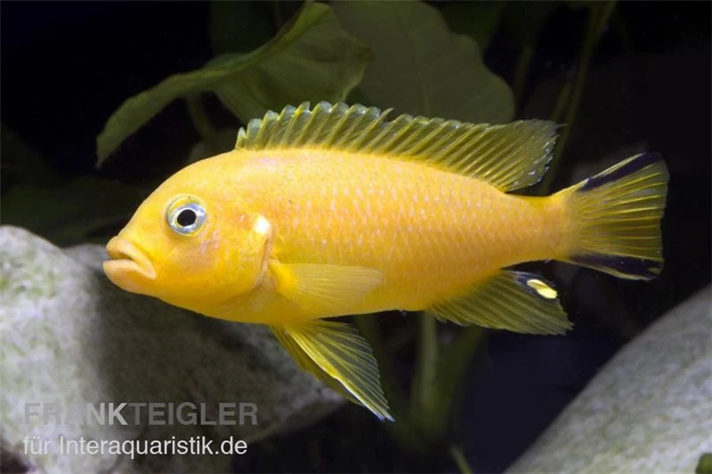 Pseudotropheus Sp. Daktari 1 Pseudotropheus Sp. Daktari