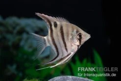 Leopolds Skalar, Pterophyllum Leopoldi