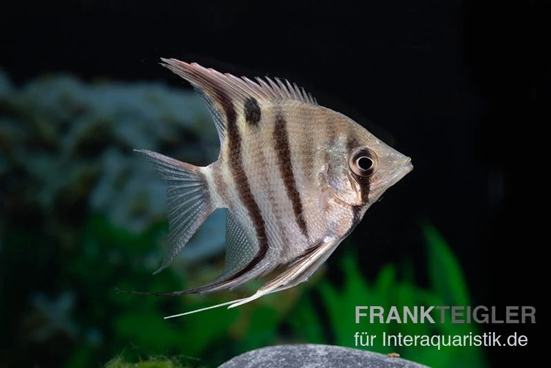 Leopolds Skalar, Pterophyllum Leopoldi 1 Leopolds Skalar, Pterophyllum Leopoldi