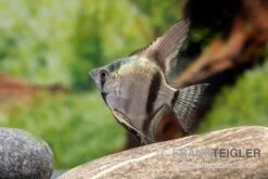 Avatar Zebra-Skalar, Pterophyllum Scalare -Flossen Freunde Pterophyllum scalare AVATAR ZEBRA 1