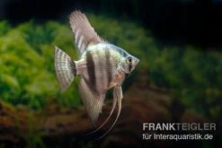 Avatar Zebra-Skalar, Pterophyllum Scalare -Flossen Freunde Pterophyllum scalare Avatar Zebra 5