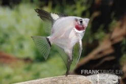 Bulgarian Green Red Cheek Skalar, Pterophyllum Scalare -Flossen Freunde Pterophyllum scalare BULGARIAN GREEN RED CHICK