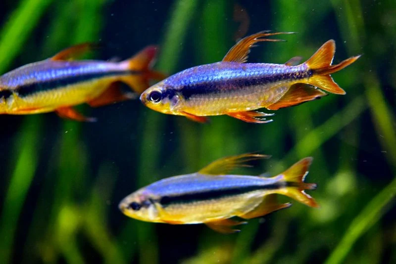 Roter Kongosalmler, Alestopetersius Brichardi 1 Roter Kongosalmler, Alestopetersius Brichardi