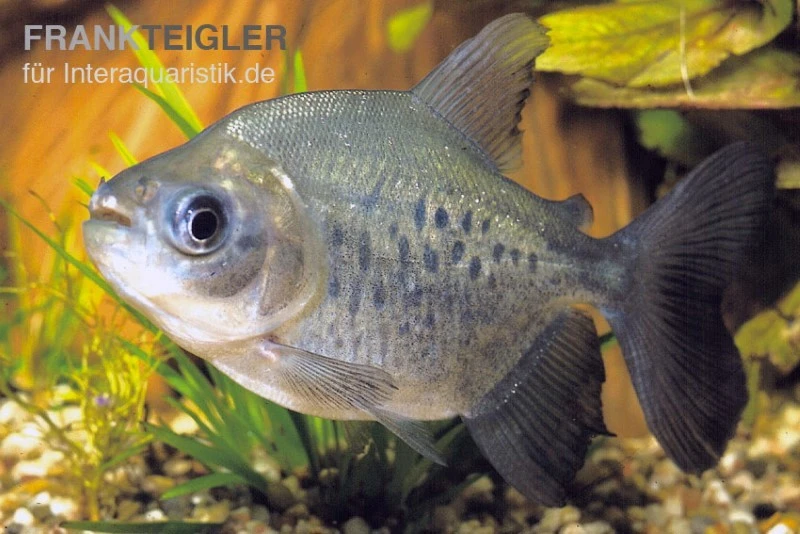 Roter Pacu, Colossoma Brachypomum 1 Roter Pacu, Colossoma Brachypomum