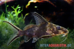 Rotflossen-Fiederbartwels, Synodontis Clarias