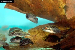 Kammkugelfisch, Carinotetraodon Irrubesco (Rotschwanzkugelfisch) -Flossen Freunde Rotschwanzkugelfisch Carinotetraodon irrubesco 2