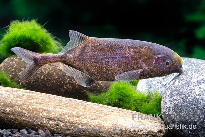 Rundnasen-Zwergnilhecht, Pollimyrus Isidori 1 Rundnasen-Zwergnilhecht, Pollimyrus Isidori