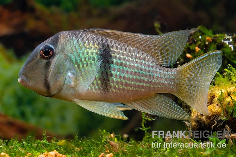 Sattelfleckbuntbarsch, Guianacara Owroewefi 1 Sattelfleckbuntbarsch, Guianacara Owroewefi