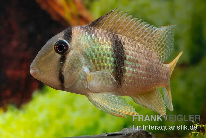 Sattelfleckbuntbarsch, Guianacara Owroewefi 2 Sattelfleckbuntbarsch, Guianacara Owroewefi – Bild 2