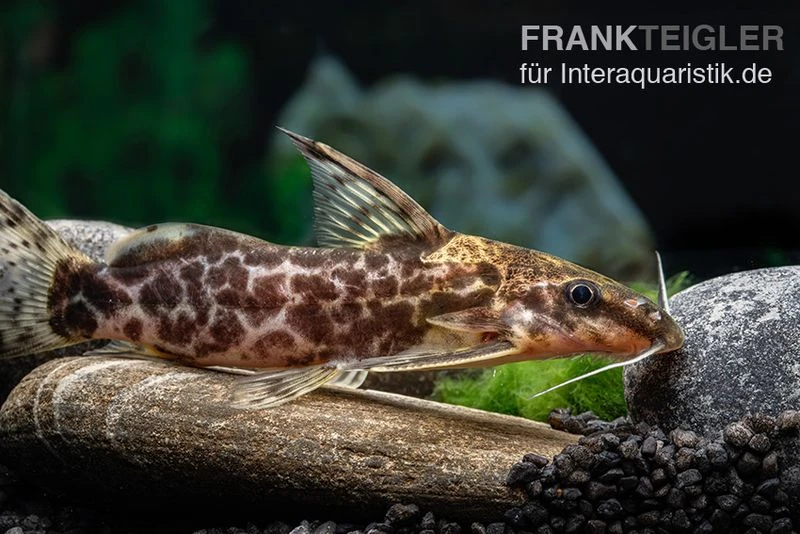 Scherenschwanz-Fiederbartwels, Synodontis Soloni 4 Scherenschwanz-Fiederbartwels, Synodontis Soloni – Bild 4