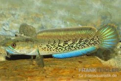 Schlangenkopffisch, Channa Stewartii