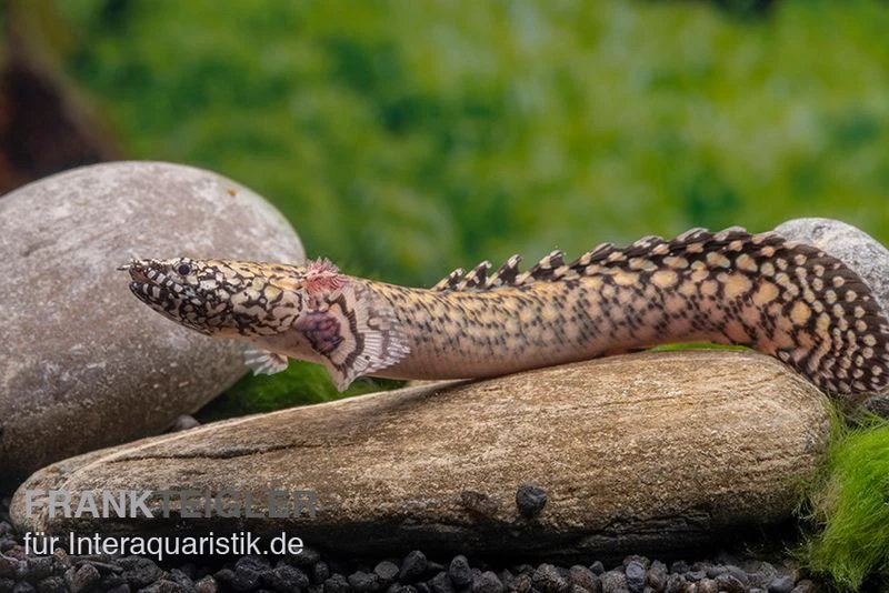 Schmuck-Flösselhecht, Polypterus Ornatipinnis, NZ 2 Schmuck-Flösselhecht, Polypterus Ornatipinnis, NZ – Bild 2