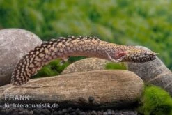 Schmuck-Flösselhecht, Polypterus Ornatipinnis, NZ 9 Schmuck-Flösselhecht, Polypterus Ornatipinnis, NZ -Flossen Freunde Schmuck Floesselhecht Polypterus ornatipinnis neu 3