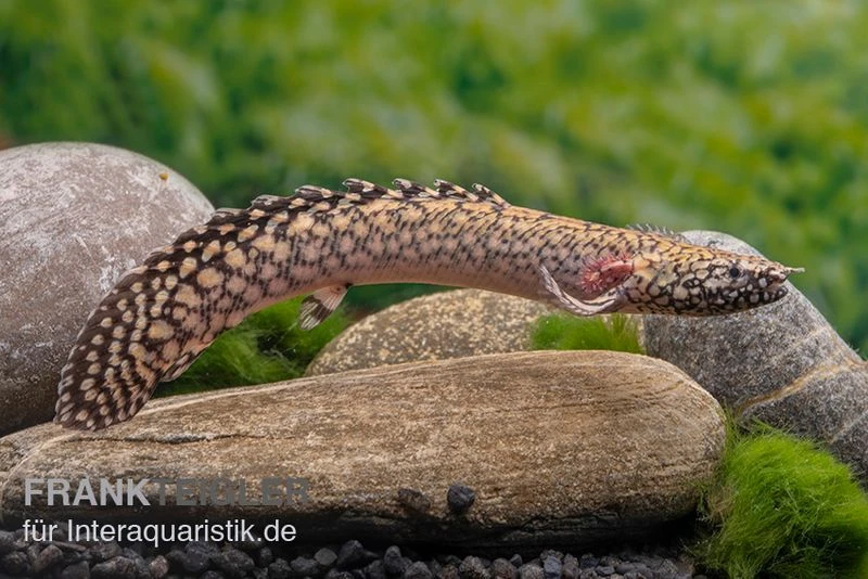 Schmuck-Flösselhecht, Polypterus Ornatipinnis, NZ 3 Schmuck-Flösselhecht, Polypterus Ornatipinnis, NZ – Bild 3