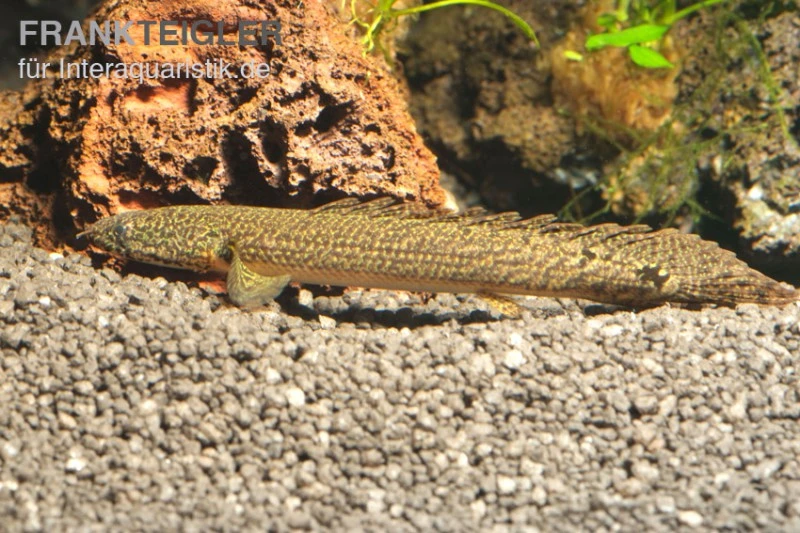 Schmuck-Flösselhecht, Polypterus Ornatipinnis, NZ 6 Schmuck-Flösselhecht, Polypterus Ornatipinnis, NZ – Bild 6