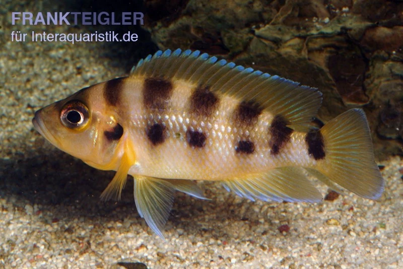 Sechsstreifen-Lamprologus, Neolamprologus Sexfasciatus Gold, DNZ 1 Sechsstreifen-Lamprologus, Neolamprologus Sexfasciatus Gold, DNZ