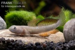 Cebu-Grundel, Sicyopus Cebuensis, 1 Paar -Flossen Freunde Sicyopus cebuensis 33