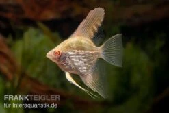 Skalar Albino Goldstripe Diamant, Pterophyllum Scalare -Flossen Freunde Skalar Albino Goldstripe Diamant Pterophyllum scalare 1