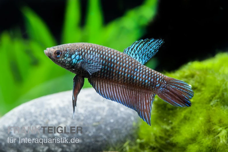 Smaragd-Kampffisch, Betta Smaragdina, Paarweise 1 Smaragd-Kampffisch, Betta Smaragdina, Paarweise